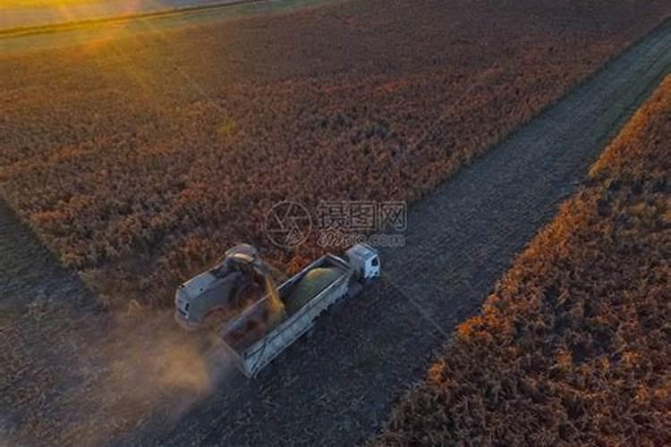 蓝花楹几月开花结果(养蓝花楹的注意事项)