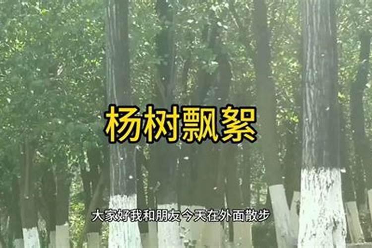 杨树单一树种种植对n2o排放的影响