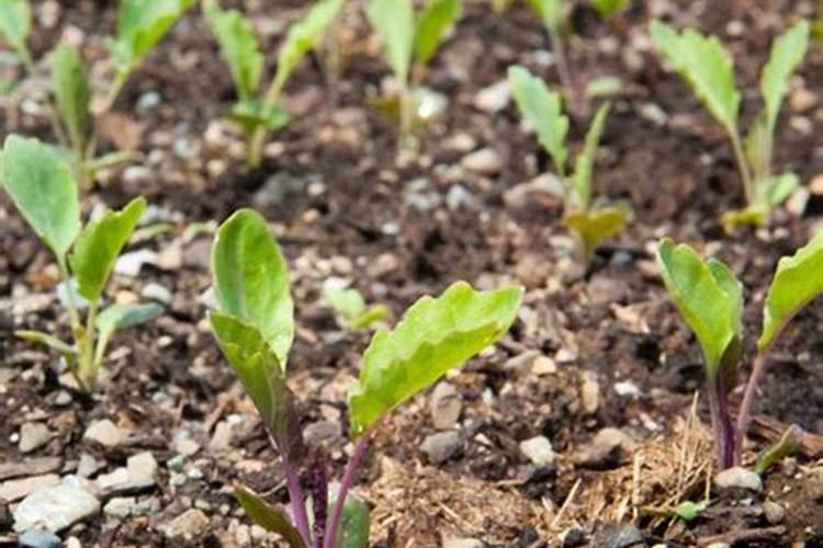 芜菁是一种怎样的蔬菜？