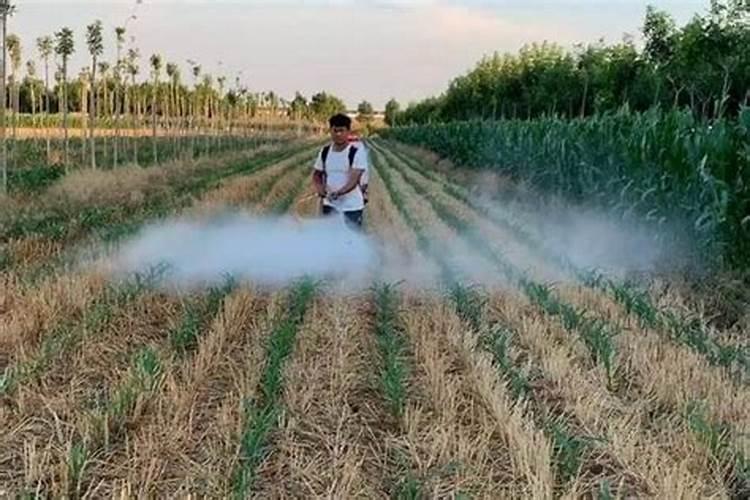 桃树地啥时候用鱼蛋白好