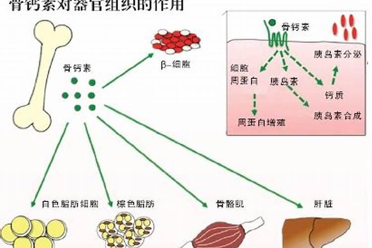 磷在人类社会中起什么作用？