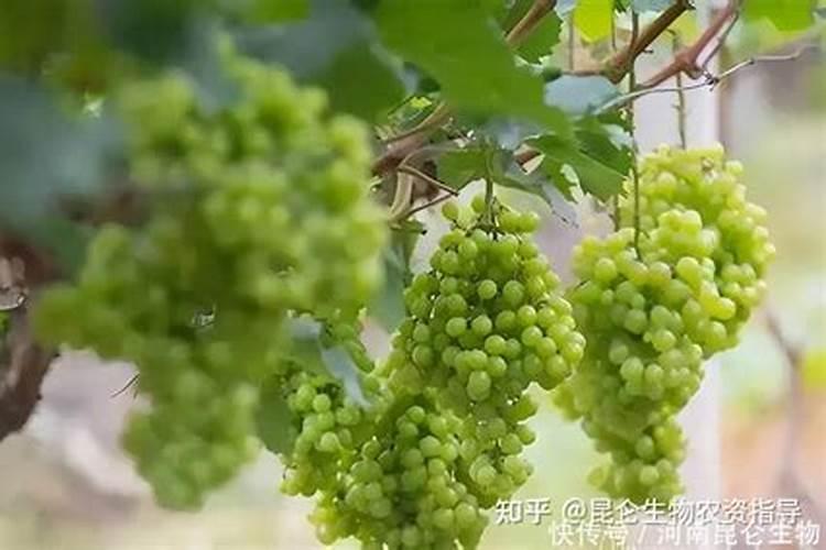 葡萄上使用芸苔素技术