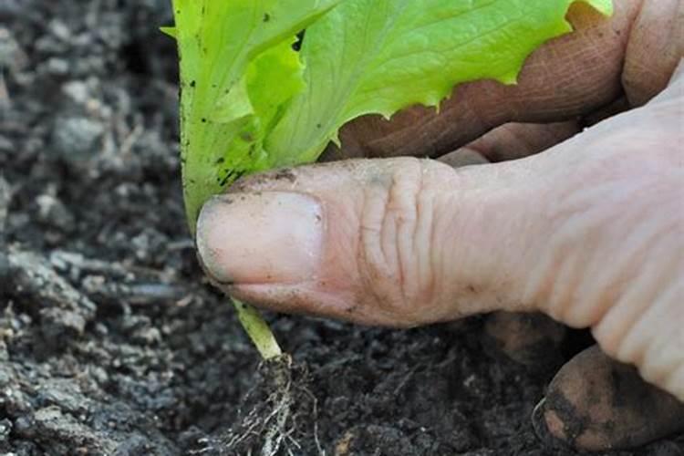 种蔬菜用什么复合肥