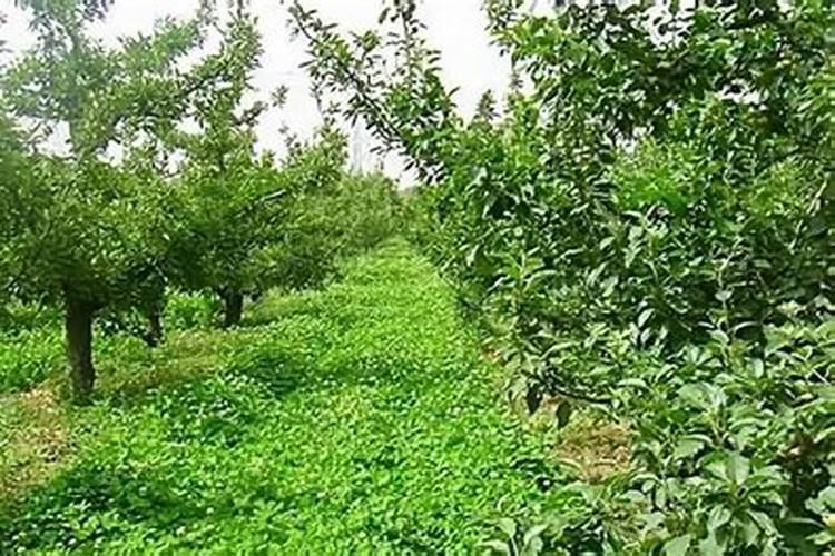 生草栽培为什么是龙眼可持续发展的纽带？