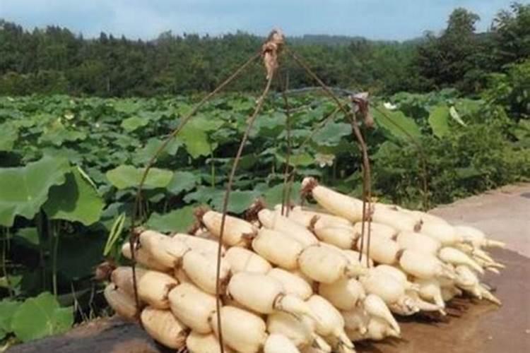 喷什么肥能使莲藕表皮光滑有光泽