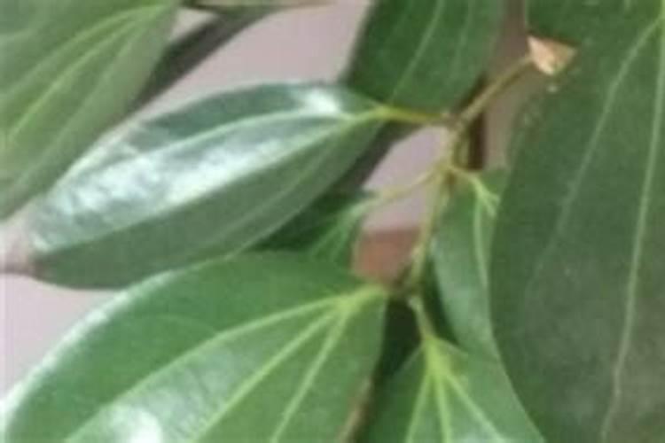 平安树的养殖方法和注意事项 平安树的养殖方法