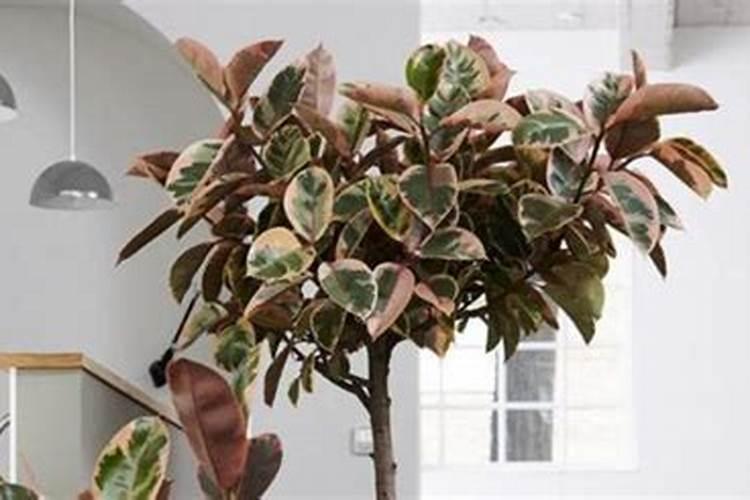 鸭脚木施什么肥长的快又粗壮(让鸭脚木长得好的肥料)