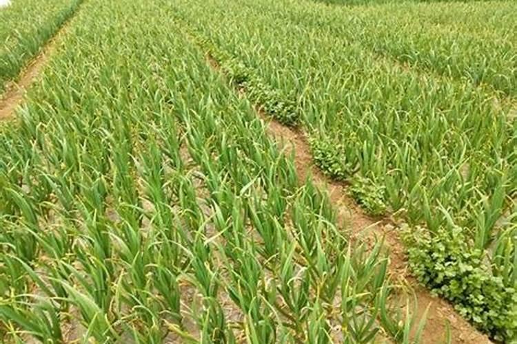 大蒜膨大期用什么叶面肥