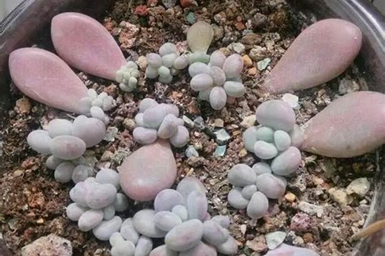 怎样多肉叶插快速发芽