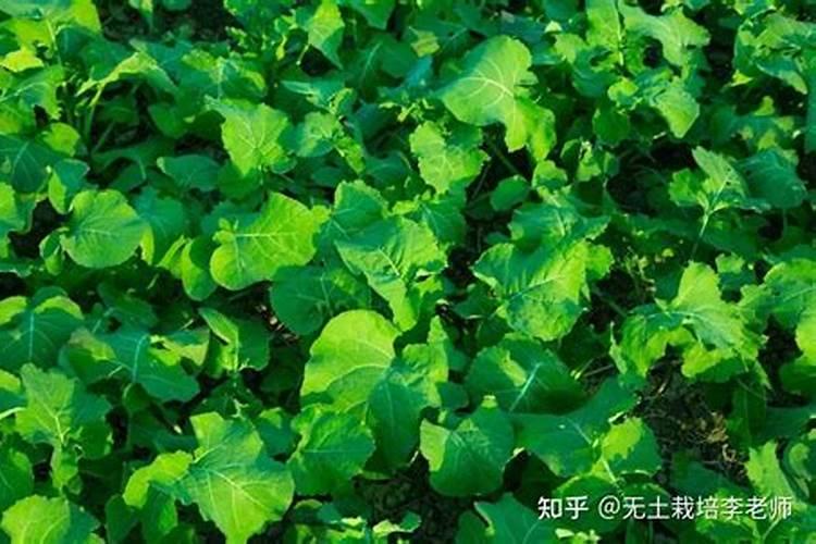 油菜“花而不实”该怎么防治？