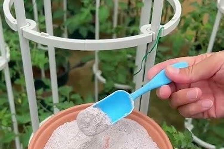 草莓棚需要用肉骨粉吗？