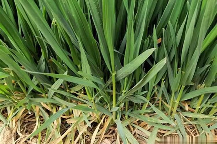 芸苔素喷施最佳时间