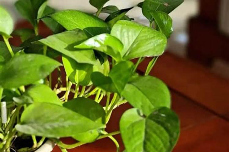 花多多10号适合浇什么？