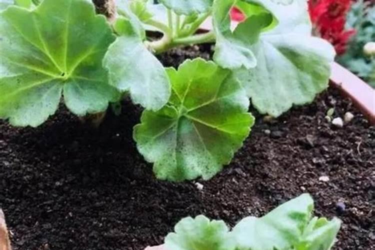 氮肥适用哪些花卉