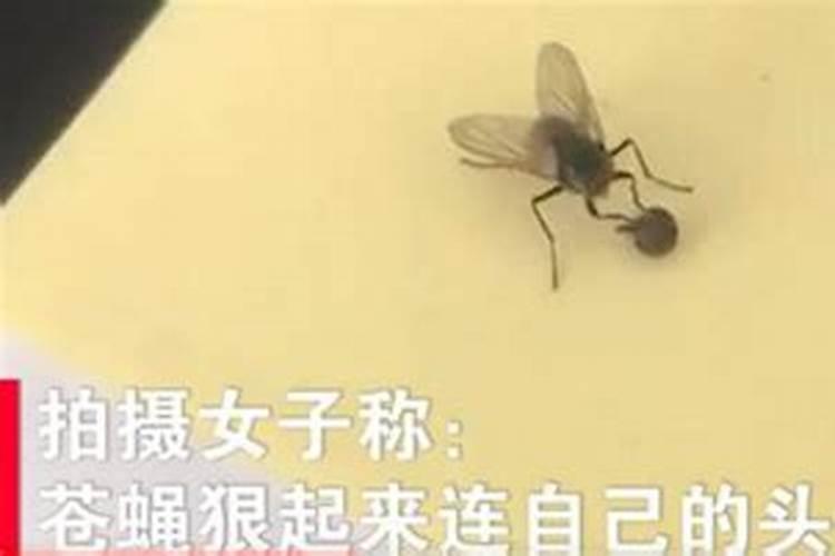 自家种西红柿,结果后在变红时,有类似蚊子苍蝇的飞虫,将果实琢几个洞...