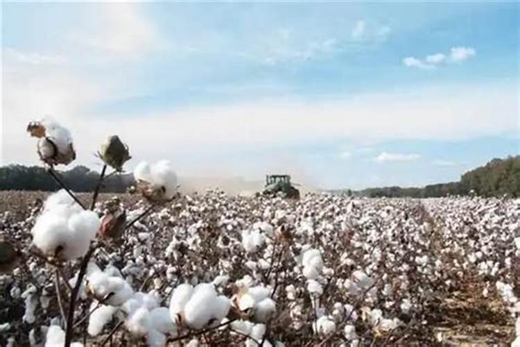 棉花种子种植方法,棉花怎么播种