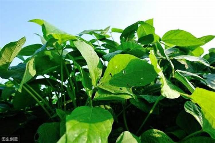 中药材壮根肥什么时候施肥,中药材追肥用什么肥料好？用什么肥料可以生根...