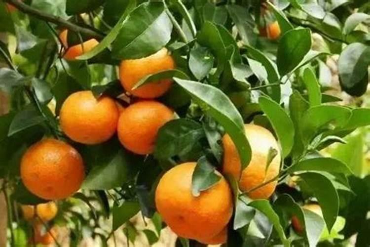 沙糖桔肥料配方