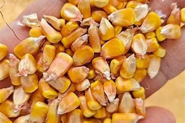 玉米中期使用什么水溶肥