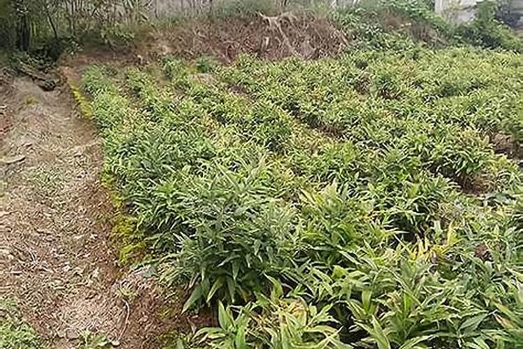 中药材什么时候用肥比较好？打什么叶面肥长的快？