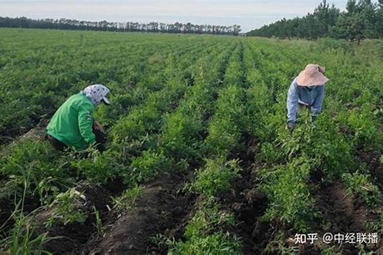 黄精最好用什么肥料长得快