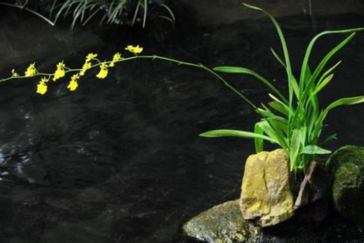 根基堡混合海藻氨基酸水溶肥怎么样