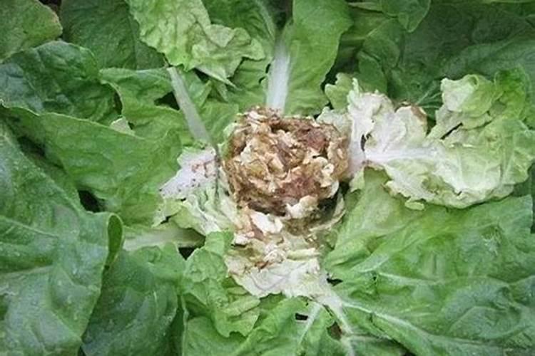 蔬菜施肥过量出现的生理病害症状