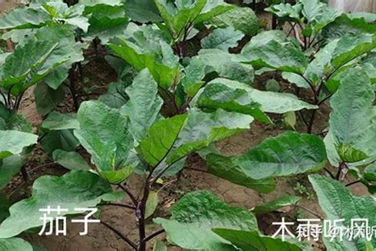 茄子施肥方法和注意事项茄子施肥方法和注意事项有哪些