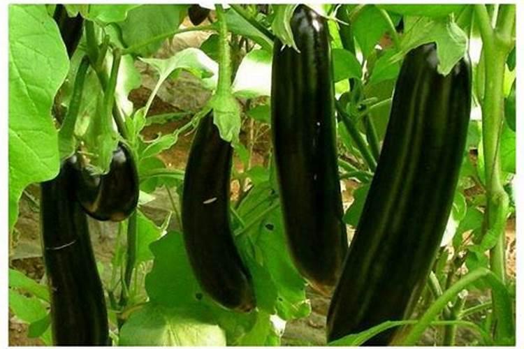 老师好茄子栽培怎么施肥？用什么肥料比较好？