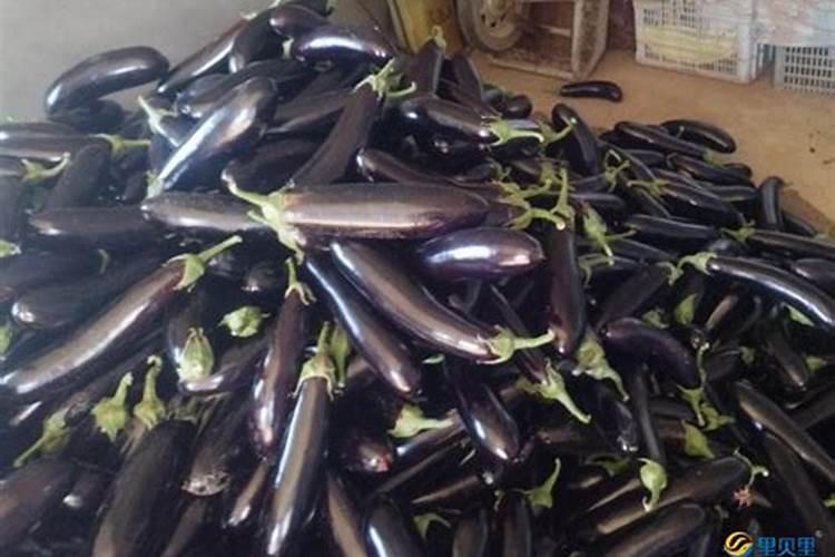 茄子为什么不能用尿素