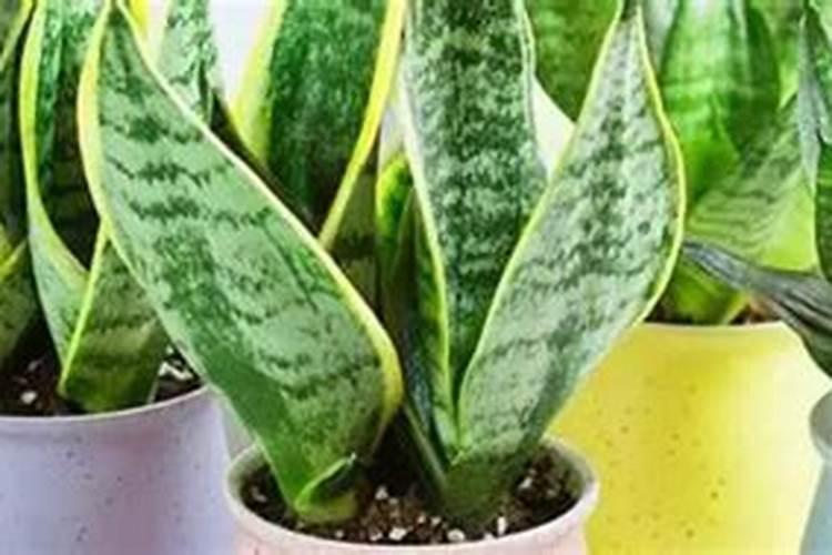 虎皮兰怎样养才能又壮又绿 方法是什么