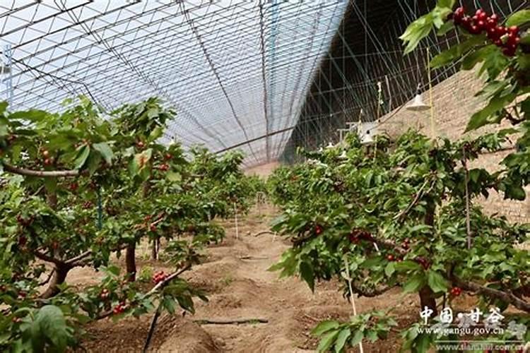 大棚樱桃在膨果时可以浇水吗