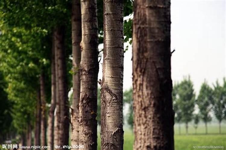 树干增粗的几种方法