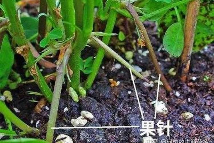 花生开花了用放什么化肥它才高产呢？