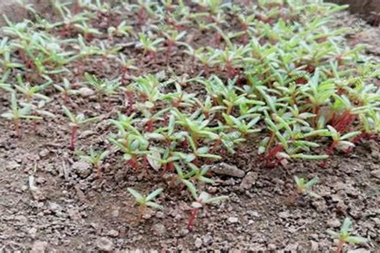 太阳花幼苗什么时候施肥