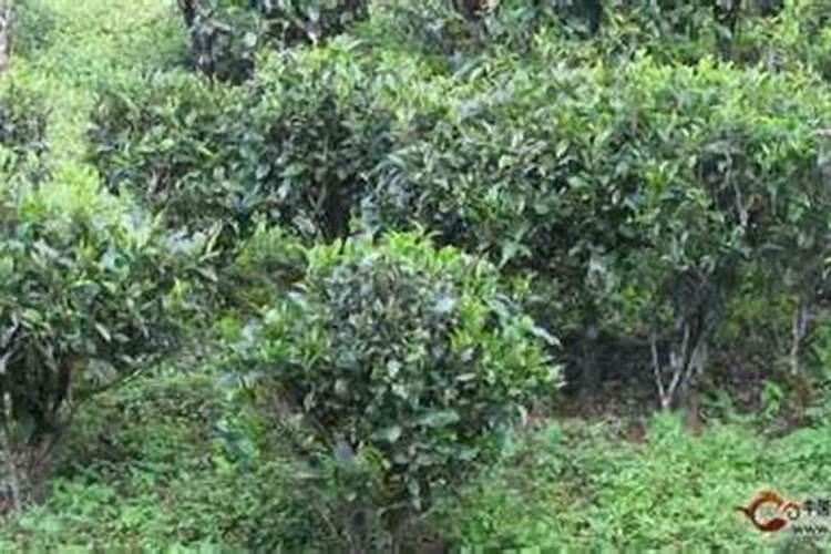 茶叶施什么肥料最好,茶树用什么肥料长得快？