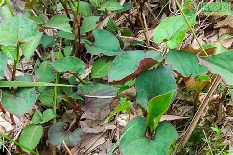 鱼腥草嫩叶种植技术,怎么才能让叶片红,杆子粗壮？