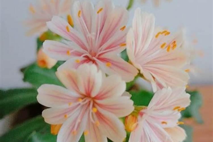 露薇花怎么施肥