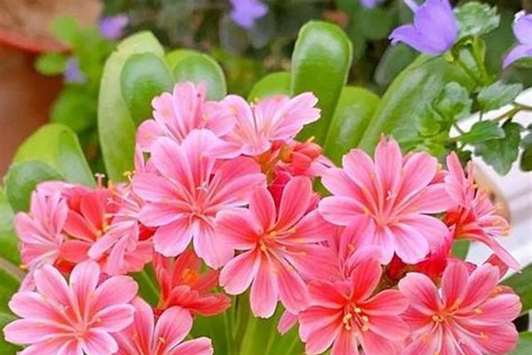 露薇花什么季节施肥最好