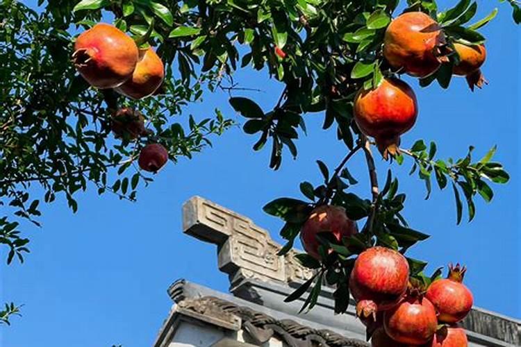 石榴是一种酸甜可口的水果,那么种植石榴有什么好的建议呢？