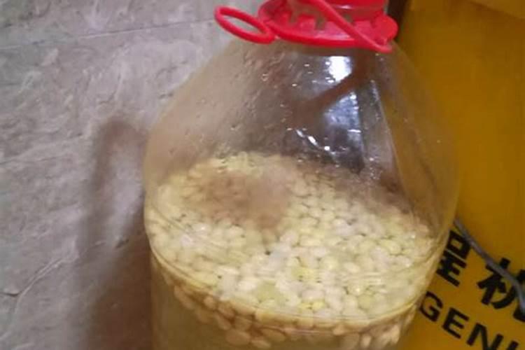 黄豆水是氮肥还是磷肥