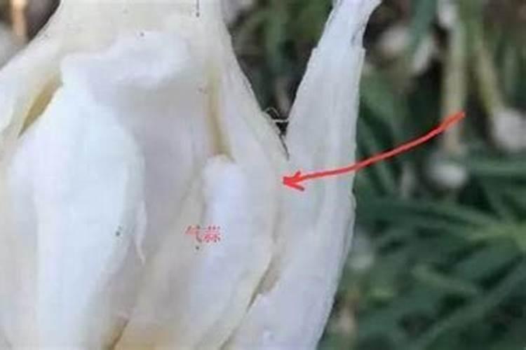 地里野麦子太多怎么办