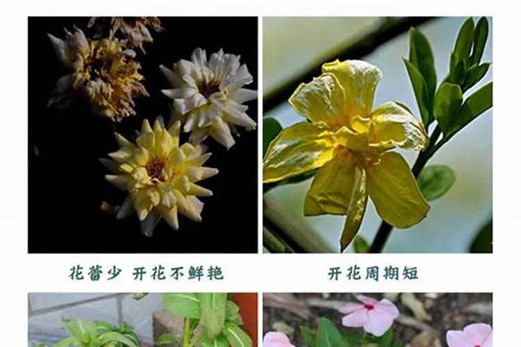 盆栽蓝莓树苗如何养护