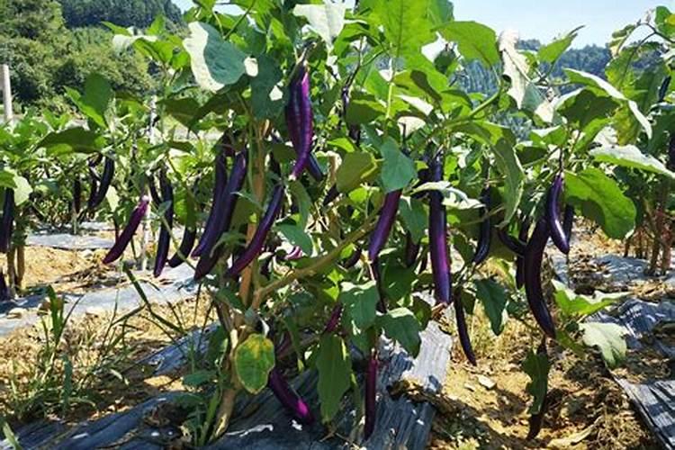 茄子施肥方法最佳时间茄子如何施肥