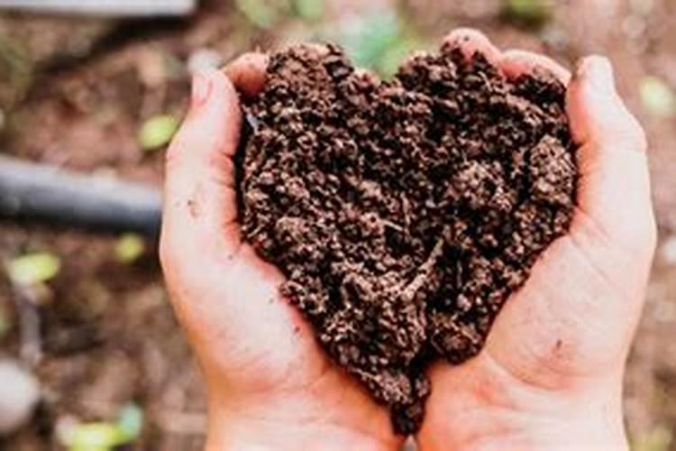 复合肥兑水浇果树多长时间可以被果树吸收