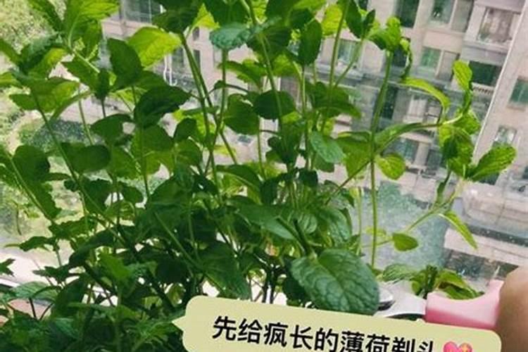 薄荷施什么肥,薄荷施肥时的两大注意