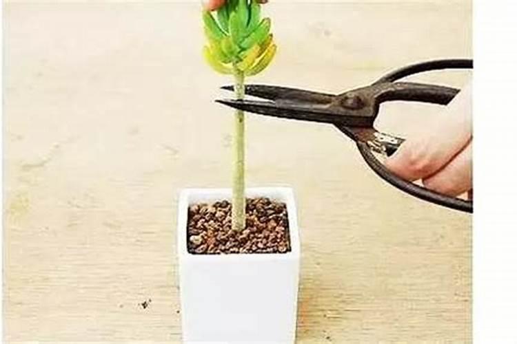 如何有效防止多肉徒长？三个因素,两多一少,很重要哦,学起来!