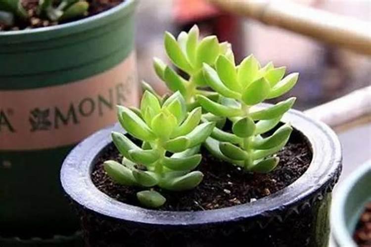 如何防止多肉徒长