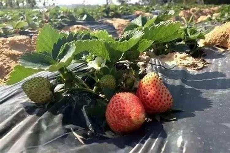 种草莓施什么肥才甜