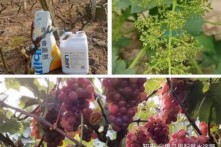 叶面喷施用氨基酸水溶肥好海绿素哪个好